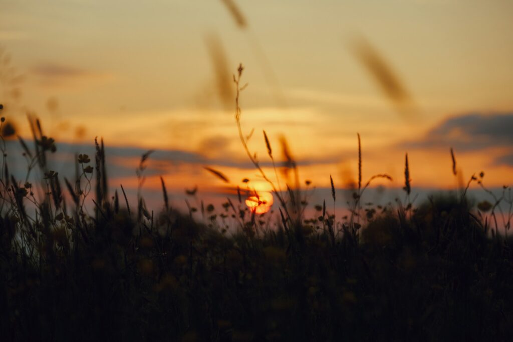 the sun is setting over a field of tall grass