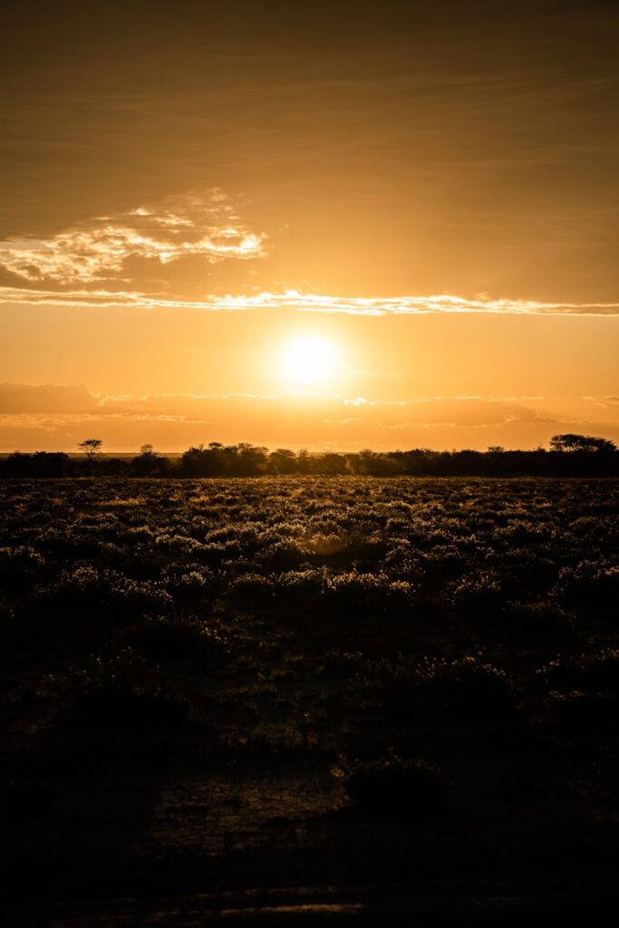 silhouette of trees during sunset