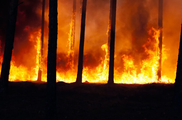 Forest fire
