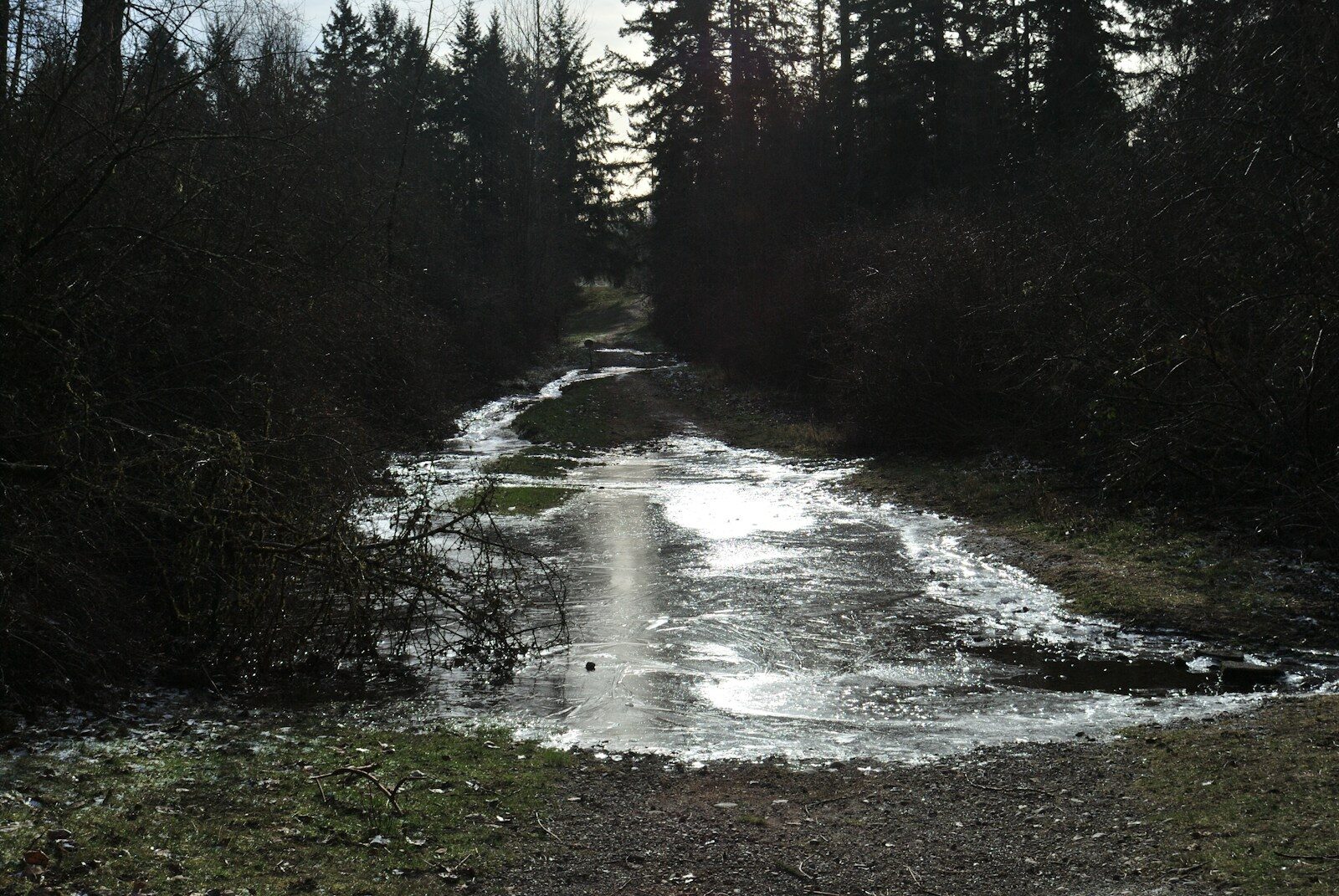 a muddy road in the middle of a forest