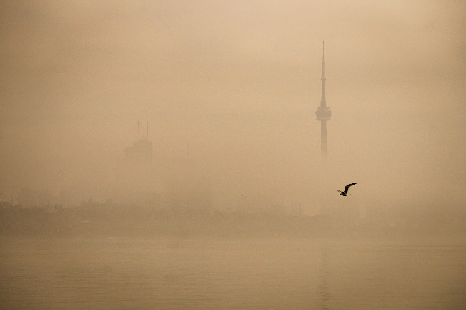 A lone bird flies through a foggy cityscape at dawn.