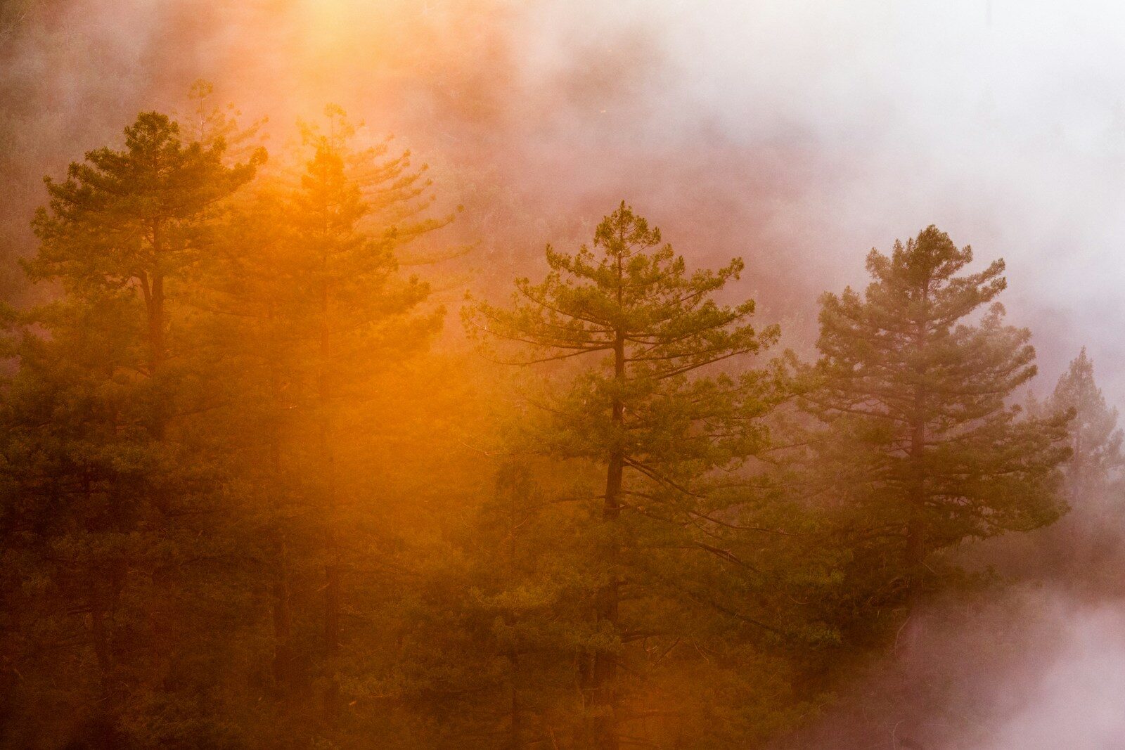 forest fire